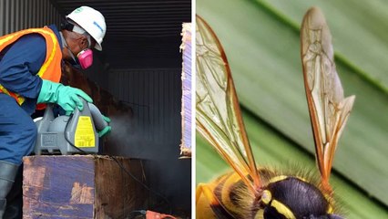 Later Gator Pest Control - (832) 755-0056