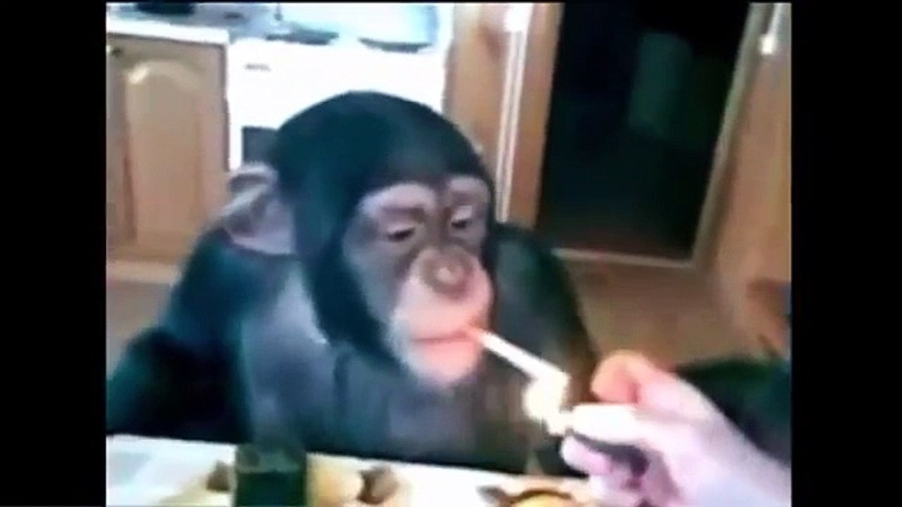 Funny Videos Clips Funny Punjabi Jokes Very Short Funny Videos Baby Funny Video