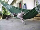 Lazy Dog Caught Sleeping in the Hammock