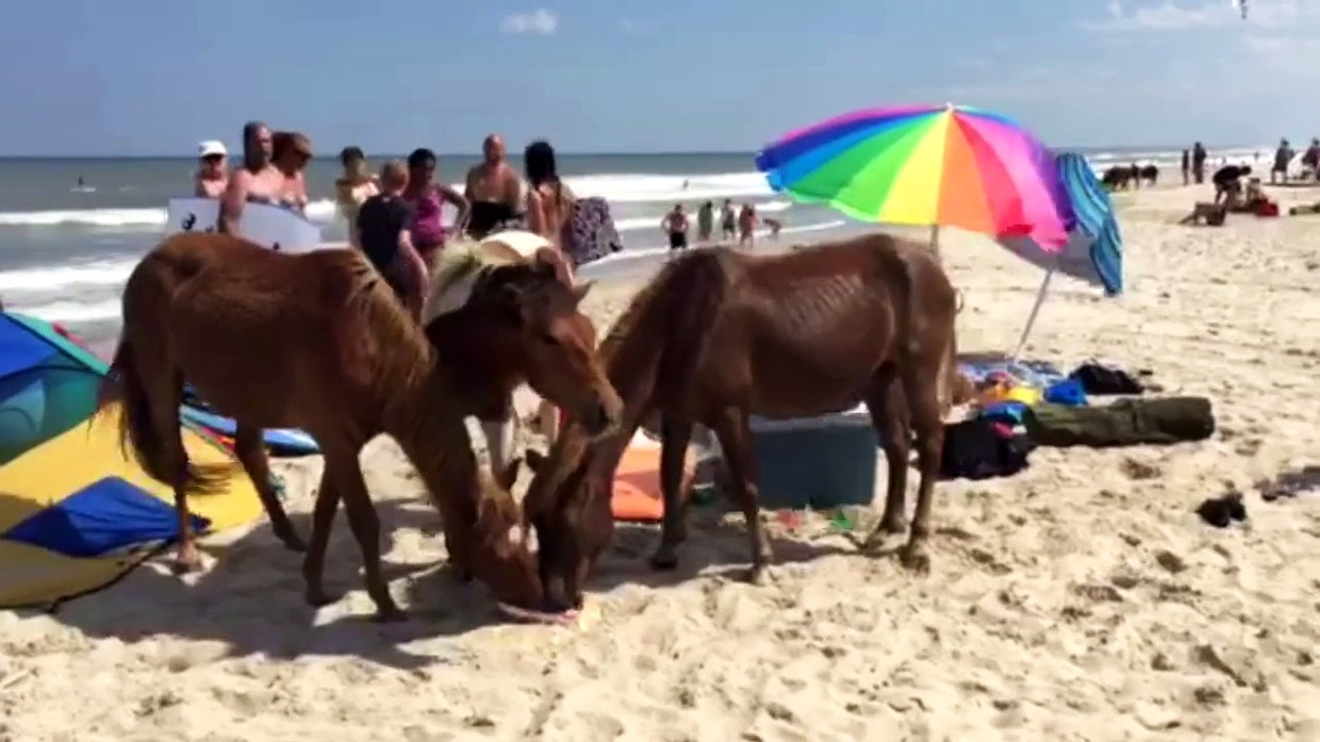 ⁣Wild horses invade beach
