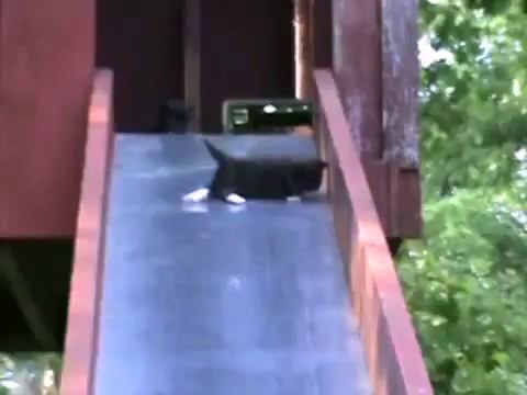 Mum Tries to Cope with Funny Kittens - Awesome! - Кошка не справляется с Котятами !