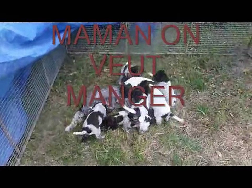 IRIS EST SES CHIOTS 2015