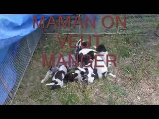 IRIS EST SES CHIOTS 2015