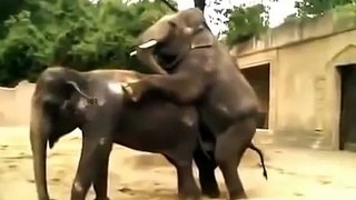 Elephants funny video
