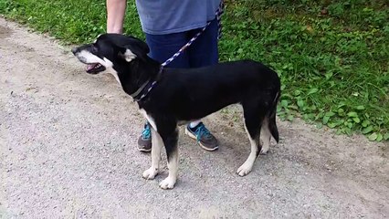 Kaya-Husky-x-F-8.15.15