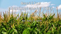 Bacillus thuringiensis (Bt)