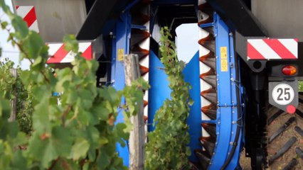 Domaine Gardien -  La vendange / la récolte du raisin