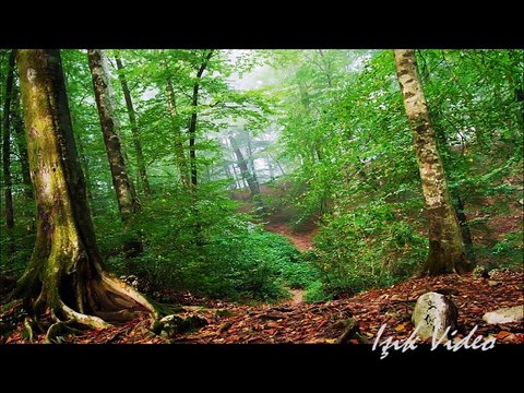 Tolga Çandar-Ormancı