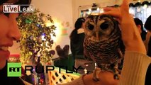 Japan: This Tokyo OWL cafe is a HOOT! (so long as they don't poop)