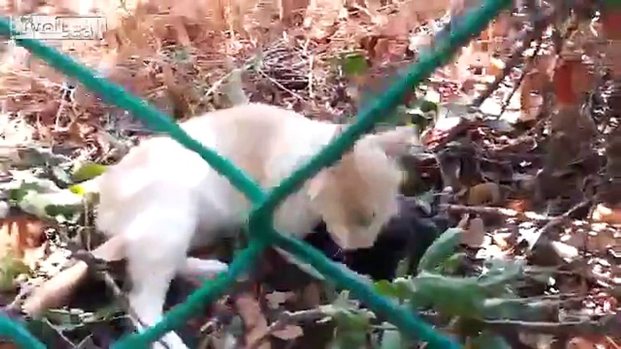 Feral cat has rabbit lunch