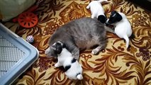 Jack Russell Puppies Playing with Cat