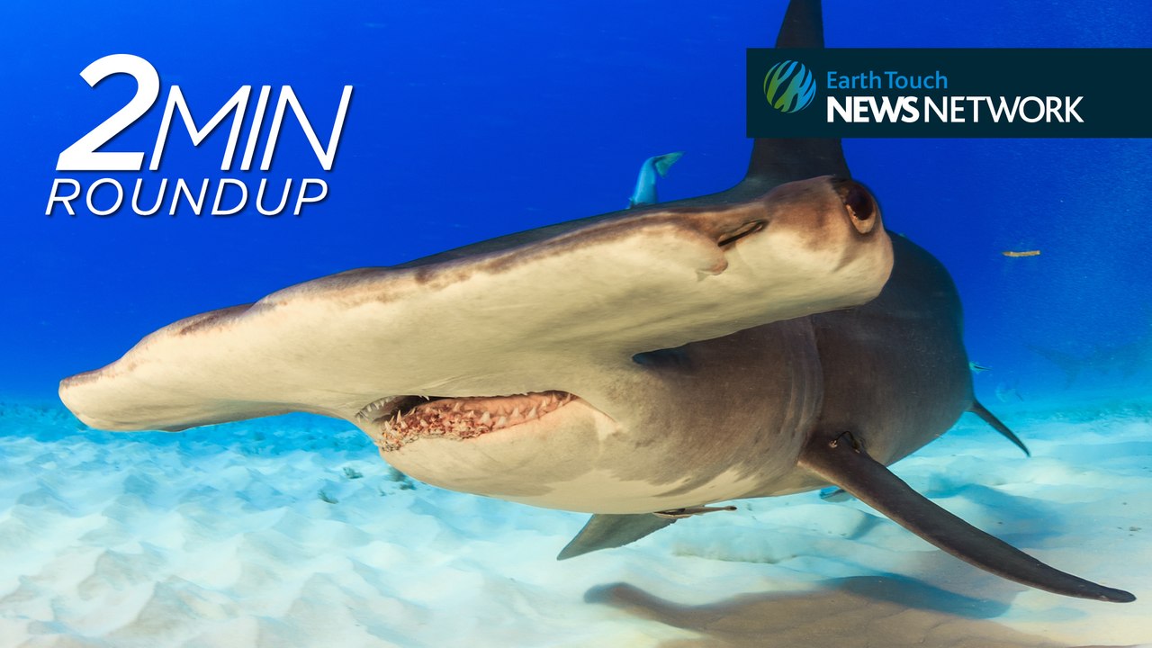 A hammerhead hello, snow leopard cubs & Taylor Swift’s 'Wildest Dreams'