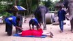 Guy enjoys a nice Elephant Massage...