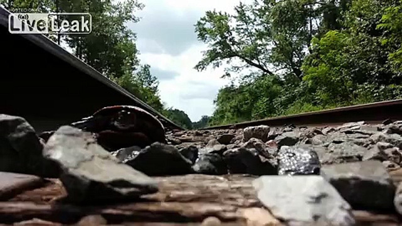 Dying turtle saved from burning in sun