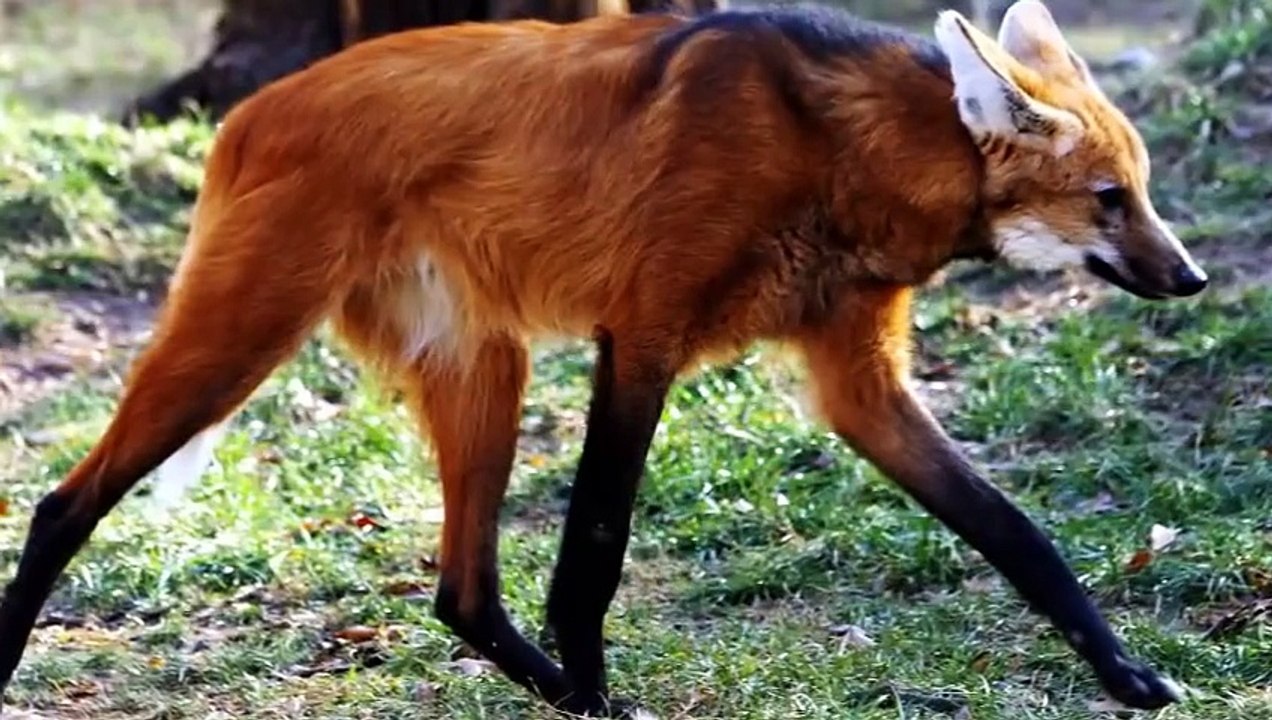 22 STRANGE ANIMALS YOU DIDN'T KNOW REALLY EXIST