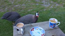 Guinea Fowl enjoys cup of tea with owner