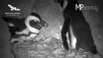 Our African Penguin chicks are growing up fast!