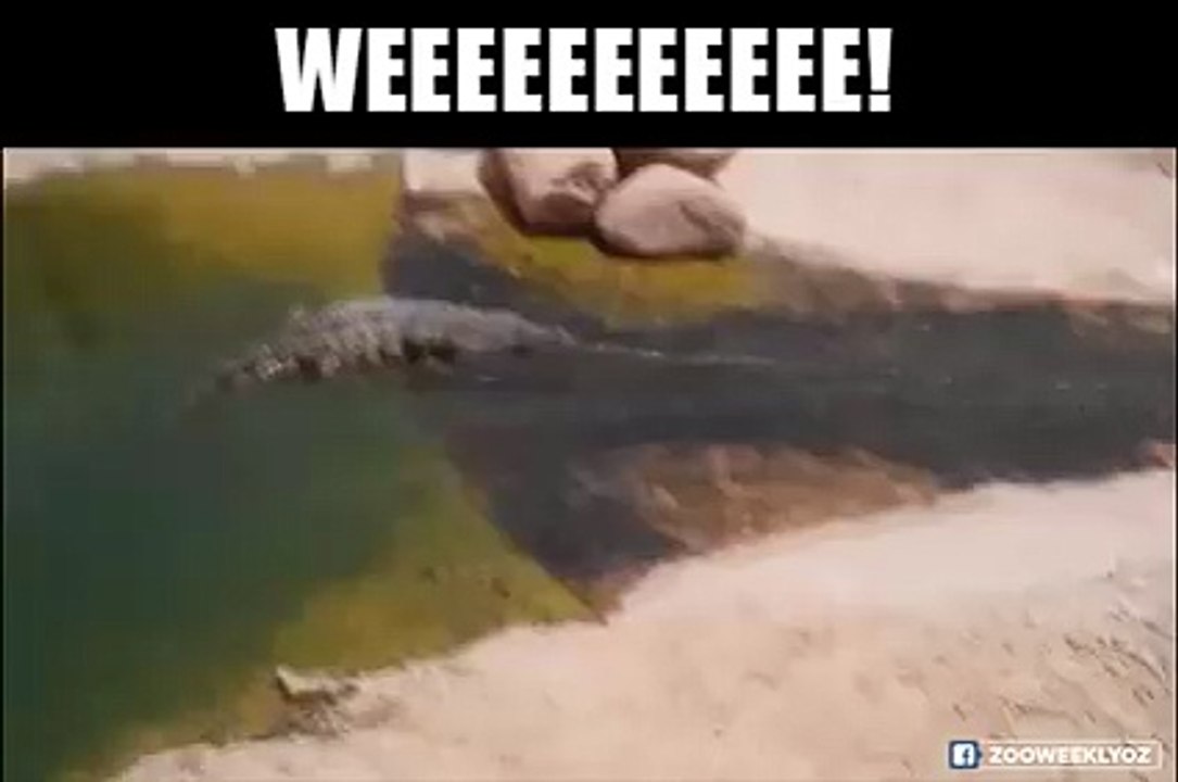 Crocodile water slide...