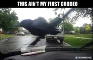 Crow riding windscreen wipers...