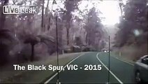 Dashcam captures crazy wind with trees falling *volume*