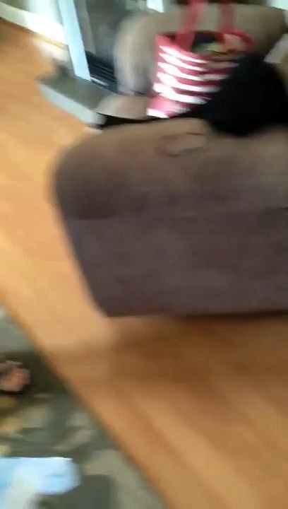 Un chien apprend larrivée dun bebé