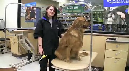 FURminator DeShedding Treatment - PetSmart