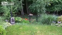 Raccoon Steals Corn While Giggling Owner Watches With Delight