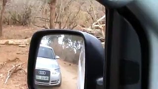 Jumping Leopard Scares Tourists