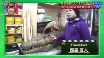 [ Funny Japanese game show ENGSUB ] - Humans vs Crocodile Engsub