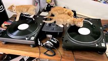 DJ Kittens Scratching away on Decks
