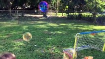 Dog Jumping For Bubbles Accidentally Knocks Down Toddler