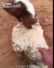 Limbless New Born Baby Sheep Looks Like a Big Fat Worm