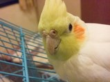 Cheerful Cockatiel Whistles Game of Thrones Theme