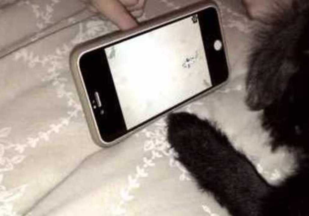 Adorable Pug Puppy Plays Game on iPhone