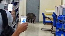 Wild boar searching books in a university's library.