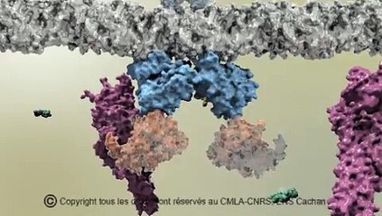 Exploration du monde des molécules à la frontière de simulation numérique et visualisation 3D