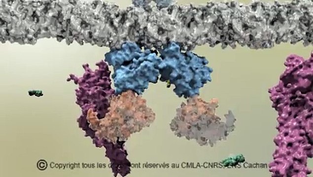 Exploration du monde des molécules à la frontière de simulation numérique et visualisation 3D