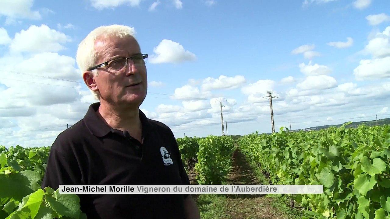 Les vendanges, c'est parti
