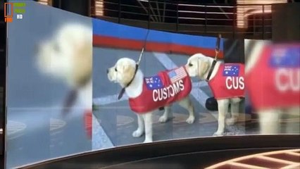 Funny Videos 2015 Funny Fails Funny Pranks Funny Animal Funny Videos Compilation