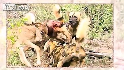 wild dogs eat baby wildebeest alive without mercy