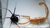 Combat scorpion contre araignée