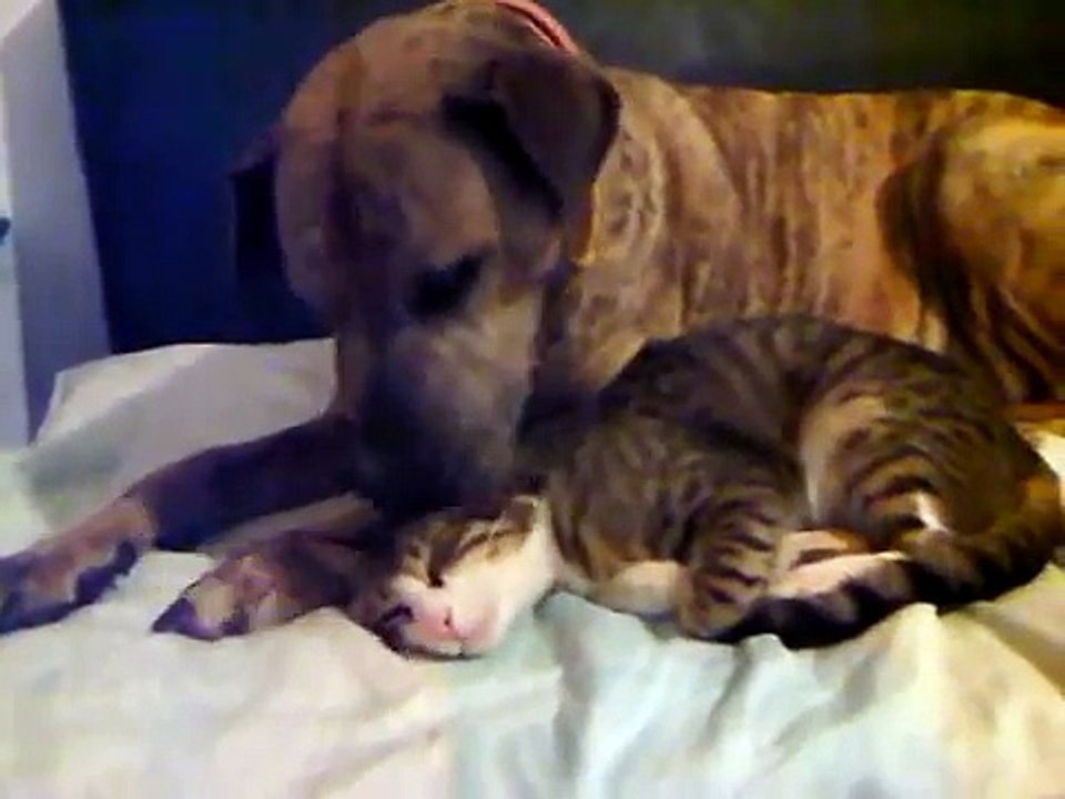 dog licking cat.3GP video Dailymotion