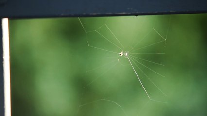Amazing engineering: Cute small spider building its web - HIGH SPEED