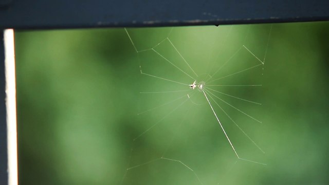 Amazing engineering: Cute small spider building its web - HIGH SPEED
