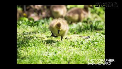 Sigma 120-300mm F2.8 DG OS HSM | S