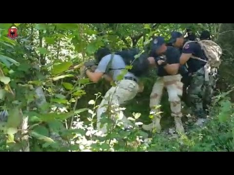 A1 Report - Operacioni anti-kanabis në Shkodër Asgjësohen 53 parcela me 7 943 bimë