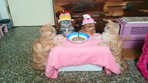 Feline Friends Enjoy a Purr-Fect Birthday