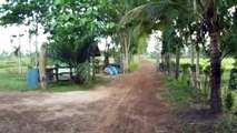My home in the middle of a rice field, Warichapum Sakon Nakhon, Thailand.