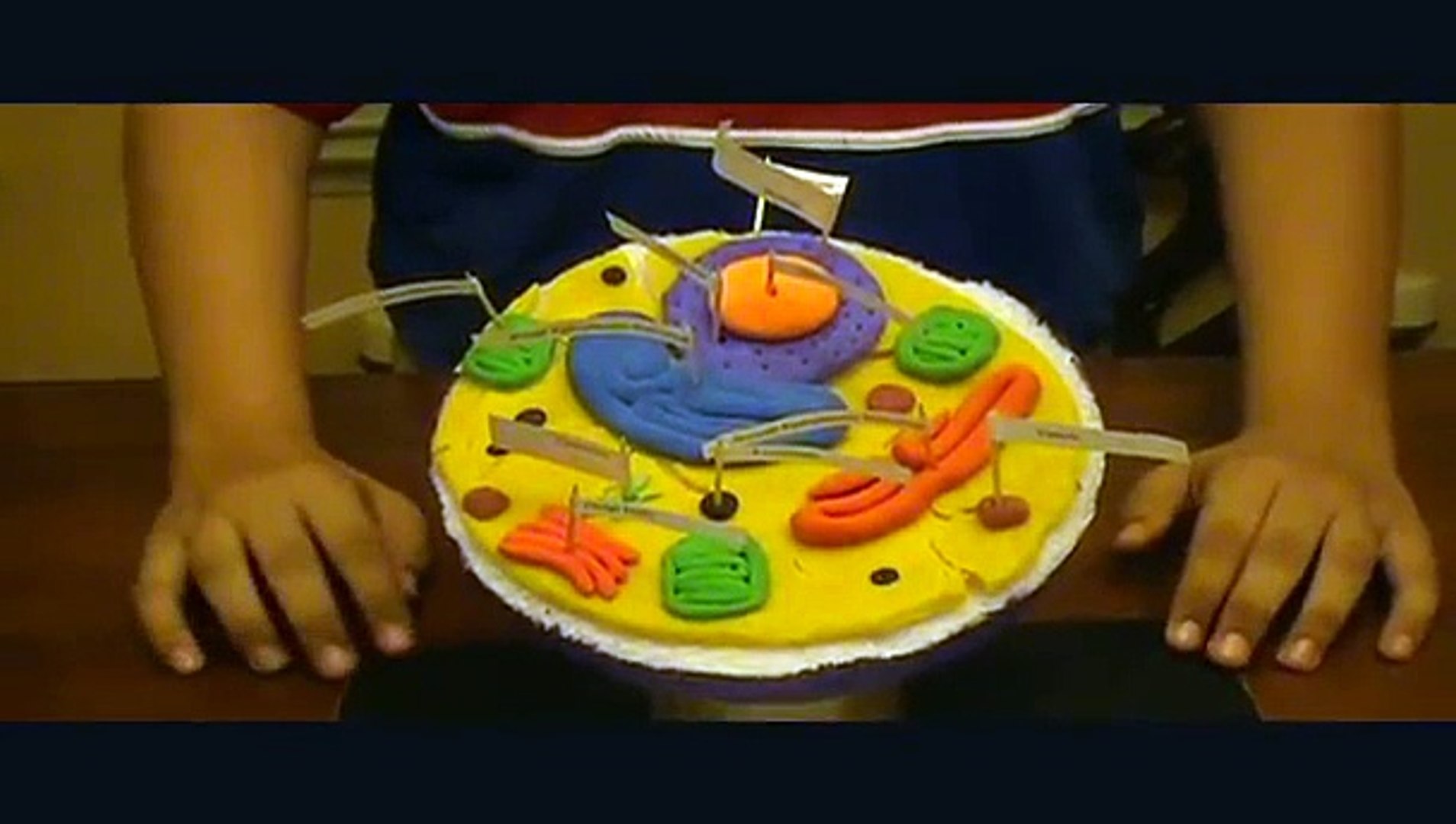 3d animal cell diagram project