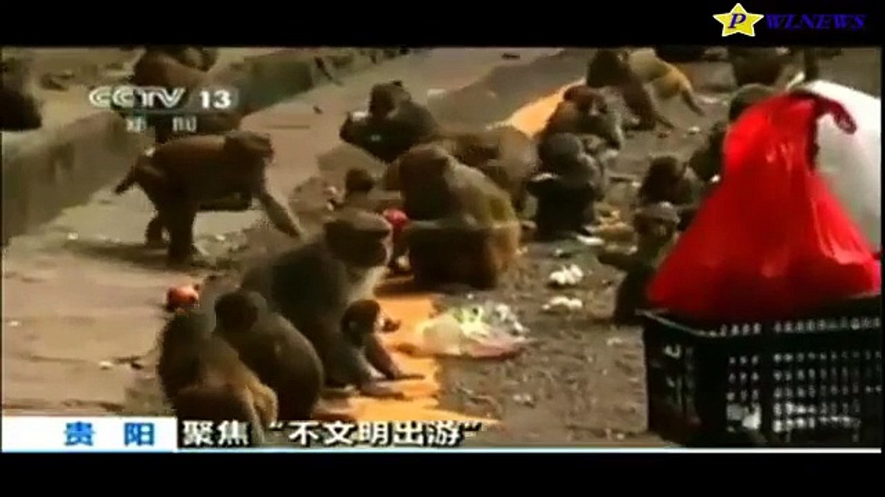 monkey eats rips off a child testicles then eats it